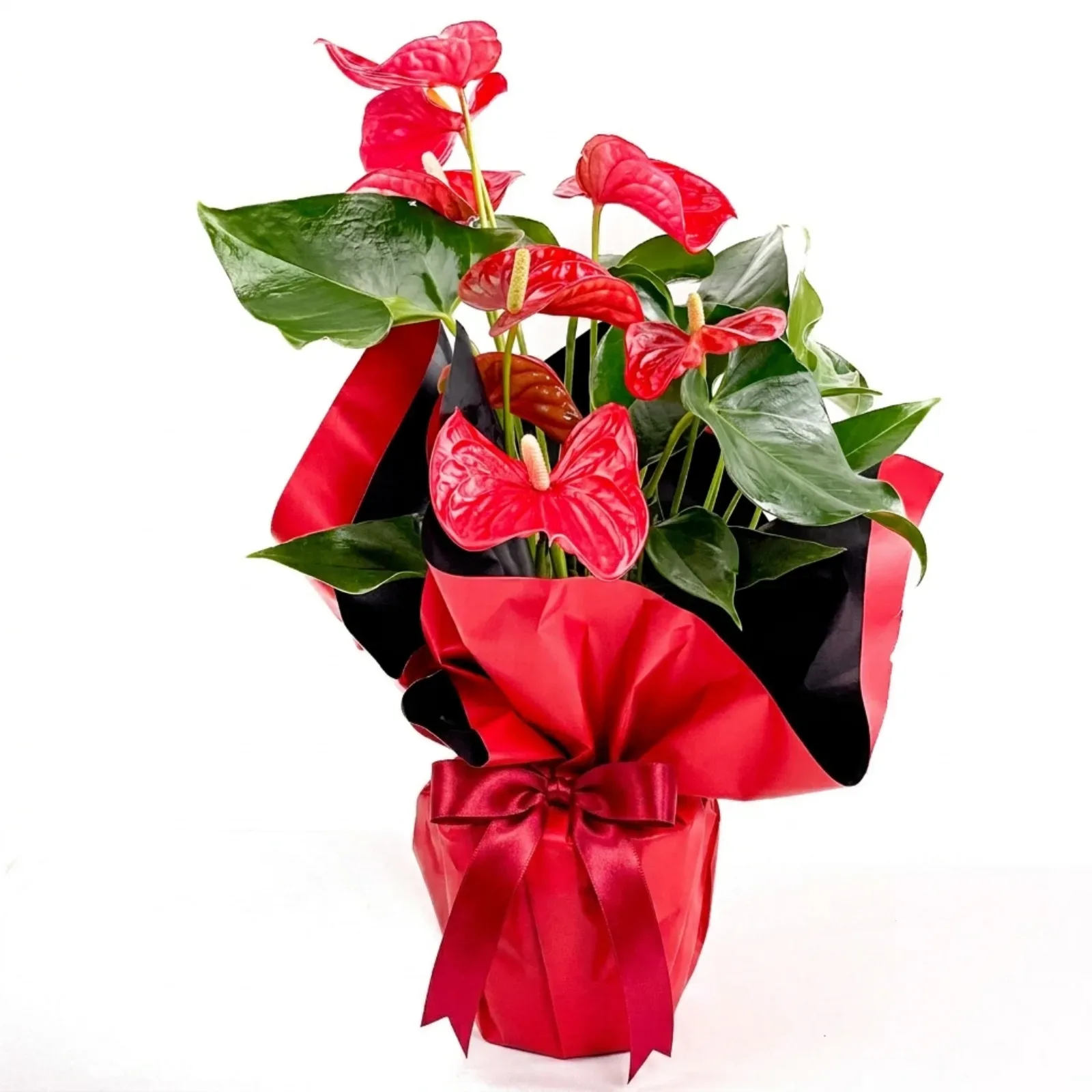 Antoryum (Anthurium)