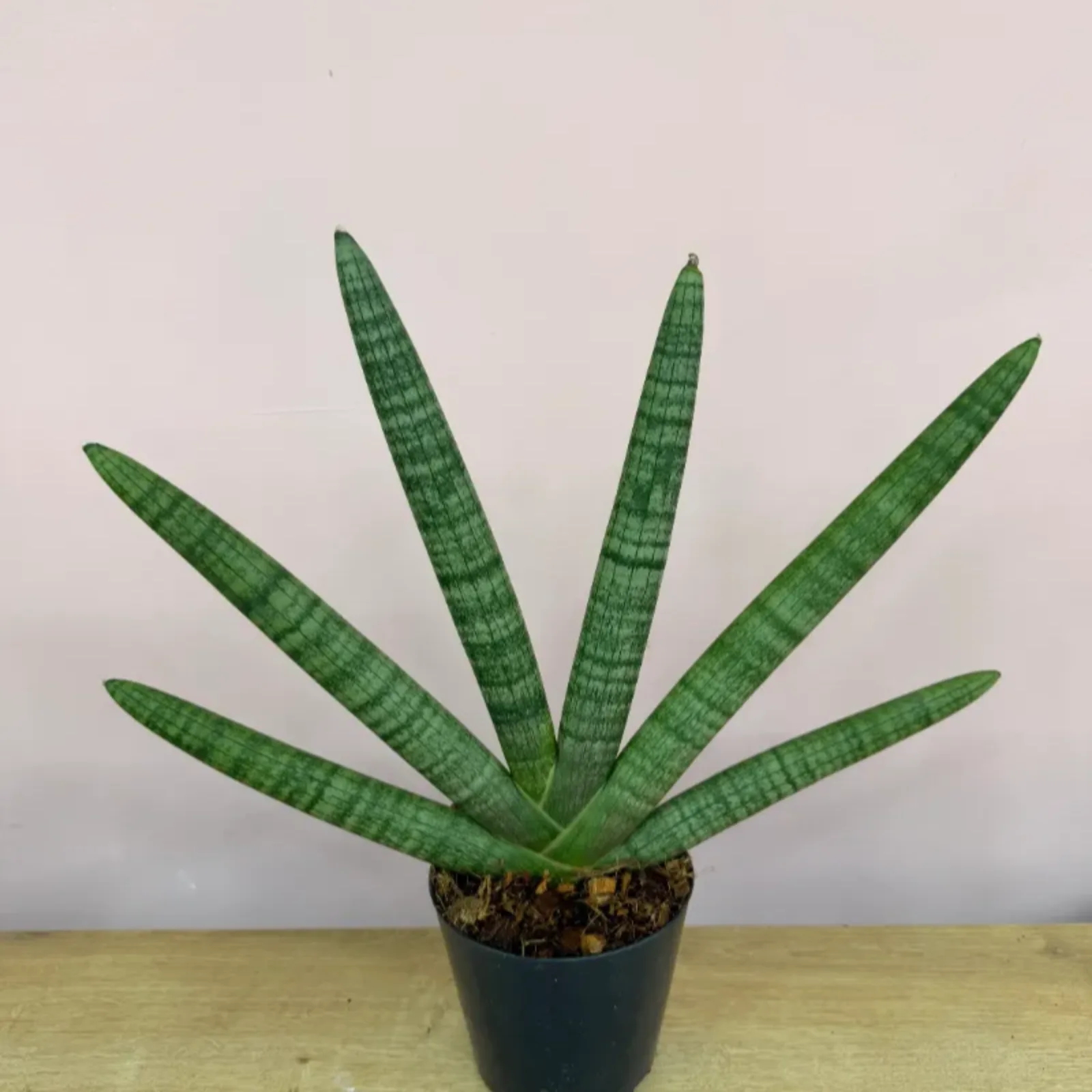 Sansevieria (Kılıç Çiçeği)